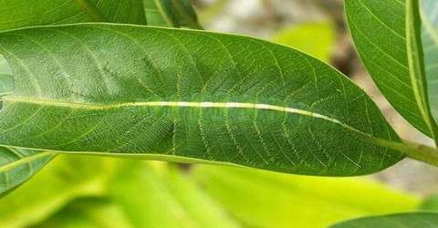 考验眼力的游戏合集