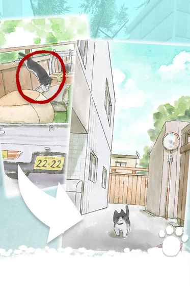 迷路猫咪的故事图3