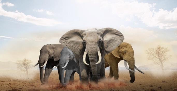 大象族群模拟器图2